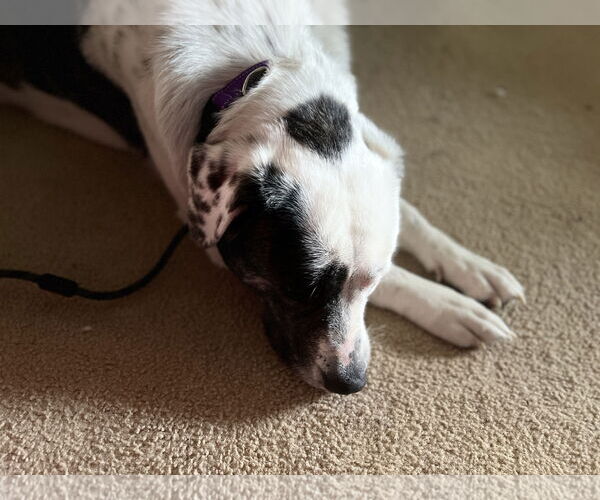 Medium Photo #4 Anatolian Shepherd-Great Pyrenees Mix Puppy For Sale in Princeton, MN, USA
