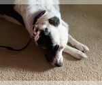 Small #3 Anatolian Shepherd-Great Pyrenees Mix