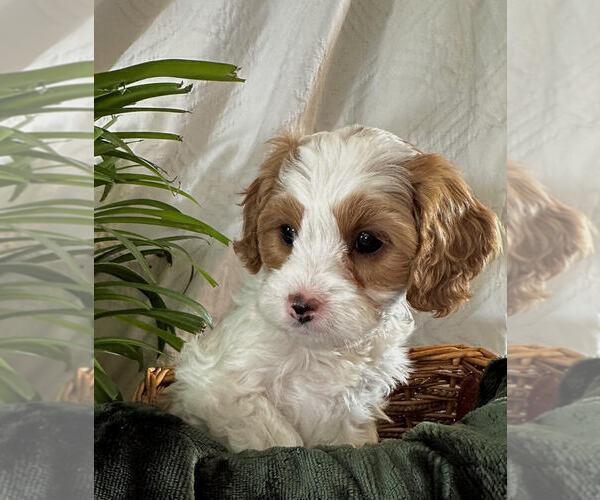 Medium Photo #4 Cavapoo Puppy For Sale in GOLDEN, CO, USA