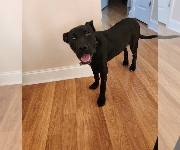 Medium Photo #11 German Shepherd Dog-Staffordshire Bull Terrier Mix Puppy For Sale in Holly Springs, NC, USA