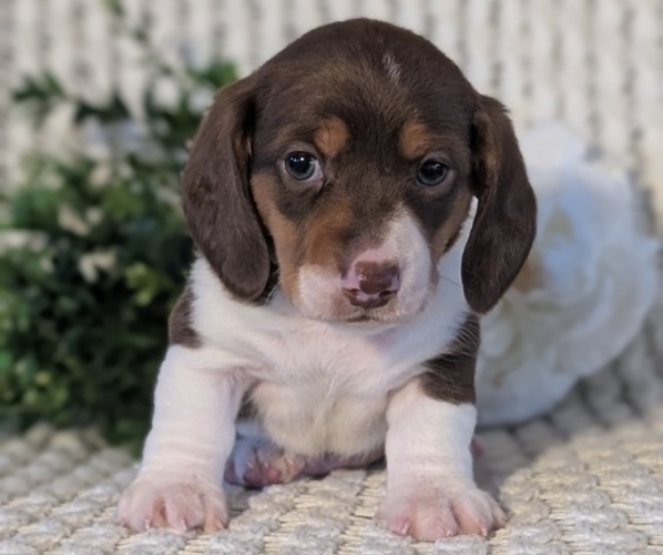 Medium Photo #30 Dachshund Puppy For Sale in GOSHEN, IN, USA
