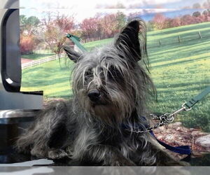 Silky Terrier-Unknown Mix Dogs for adoption in Moreno Valley, CA, USA