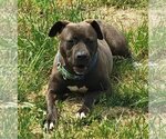Small Photo #6 American Pit Bull Terrier Puppy For Sale in Clinton , MI, USA
