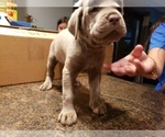Small Photo #10 Cane Corso Puppy For Sale in PHILLIPSTON, MA, USA