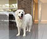 Small #5 Great Pyrenees