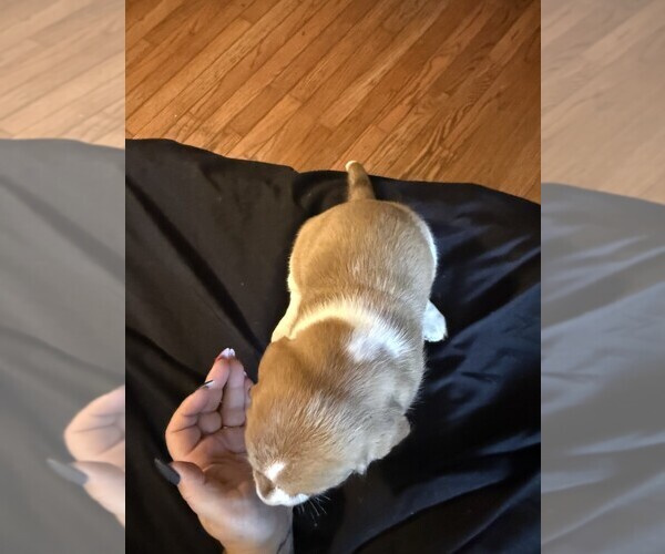 Medium Photo #13 Basset Hound Puppy For Sale in SCIPIO, IN, USA