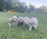 Small Photo #7 Golden Retriever Puppy For Sale in DOTHAN, AL, USA