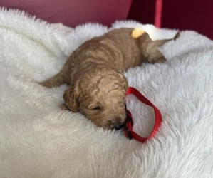 Goldendoodle (Miniature) Puppy for Sale in SAN FERNANDO, California USA