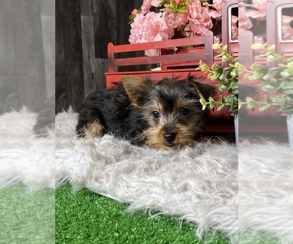 Medium Photo #2 Yorkshire Terrier Puppy For Sale in CANOGA, NY, USA