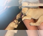 Small #14 Mastiff