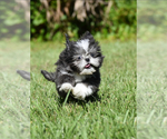Small #7 Shih Tzu
