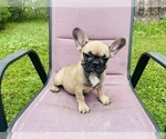 Small #5 French Bulldog