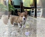 Small Photo #1 Pembroke Welsh Corgi Puppy For Sale in SMITHTOWN, NY, USA