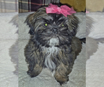 Puppy Louise Shih Tzu