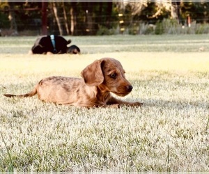 Dachshund Puppy for sale in MALAKOFF, TX, USA