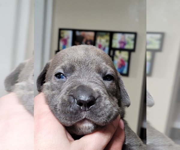 Medium Photo #5 Cane Corso Puppy For Sale in FALMOUTH, VA, USA