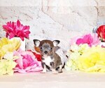Puppy Kumba Chihuahua