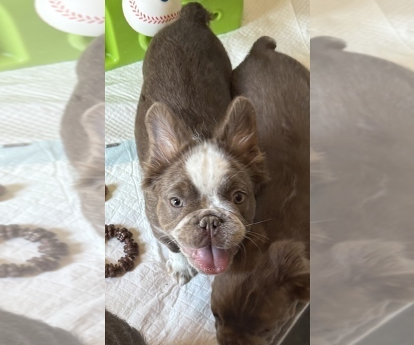 Medium Photo #2 French Bulldog Puppy For Sale in SAN ANTONIO, TX, USA