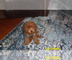 Poodle (Toy) Puppy for sale in DULUTH, GA, USA