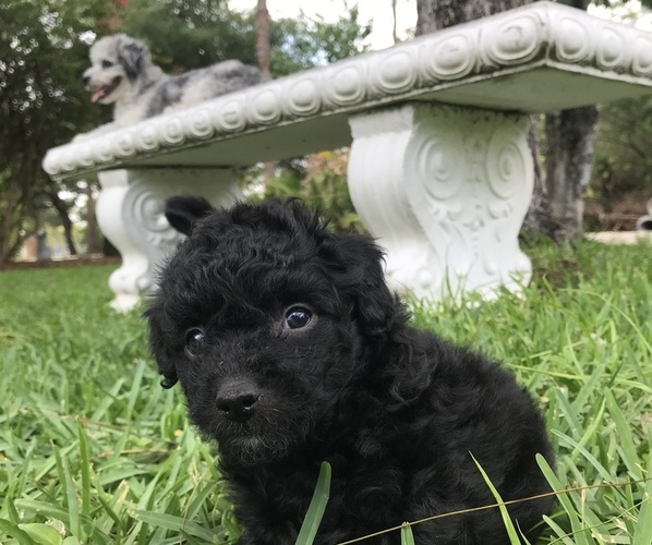 Medium Photo #19 Aussiedoodle Miniature  Puppy For Sale in FORT MYERS, FL, USA