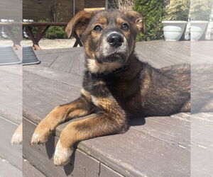 German Shepherd Dog-Unknown Mix Dogs for adoption in Gates Mills, OH, USA