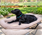 Small #1 Labrador Retriever