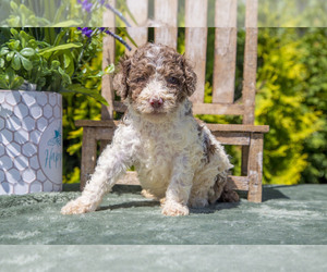 Poodle (Standard) Puppy for sale in NAPPANEE, IN, USA