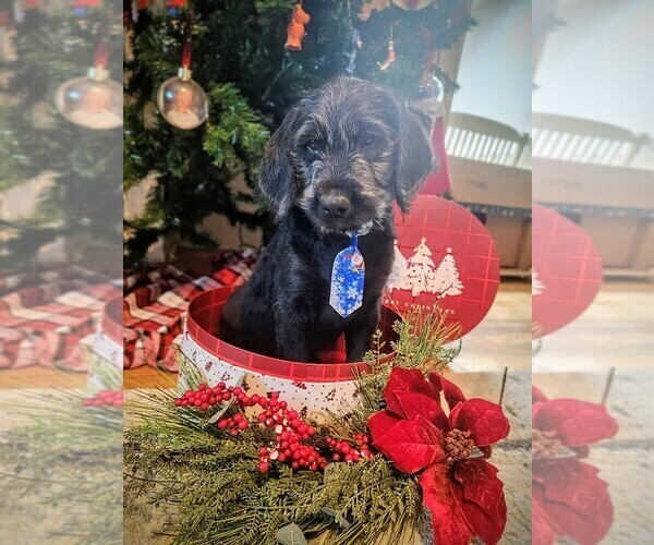Medium Photo #7 Labradoodle Puppy For Sale in MONTROSE, CO, USA