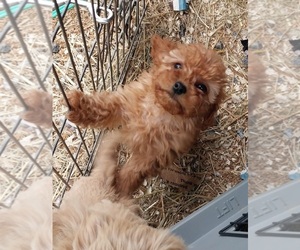 Bearded Collie Puppy for sale in SPOTSYLVANIA, VA, USA