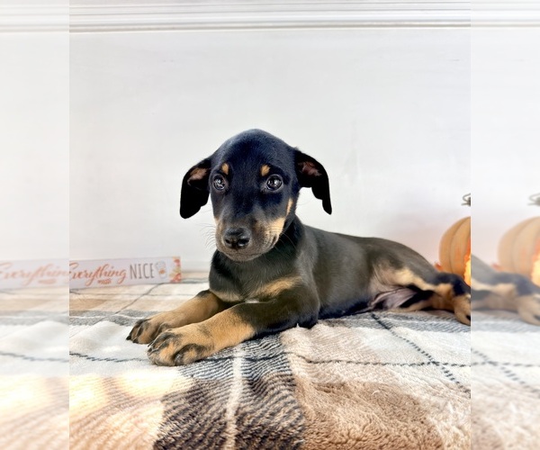 Medium Photo #4 Doberman Pinscher Puppy For Sale in GREENFIELD, IN, USA