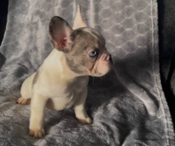 Medium Photo #9 French Bulldog Puppy For Sale in ANTIOCH, CA, USA