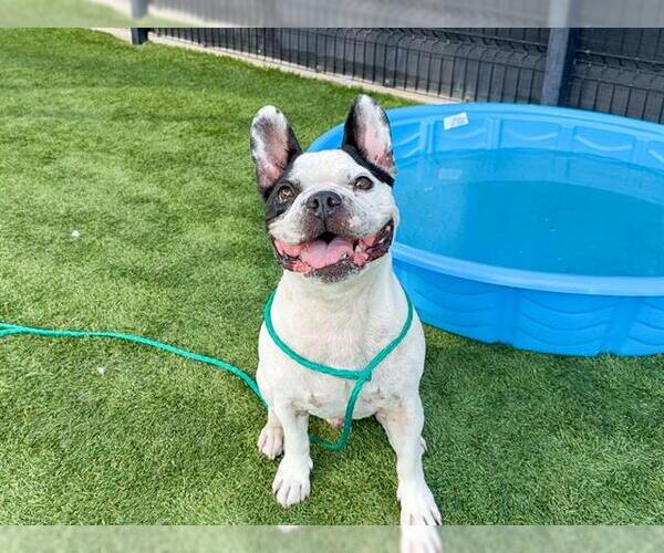 Medium Photo #1 French Bulldog Puppy For Sale in Orange, CA, USA