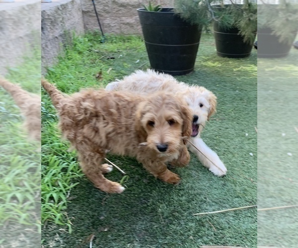 Medium Photo #19 Goldendoodle Puppy For Sale in SAN DIEGO, CA, USA