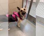 Small German Shepherd Dog