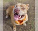 Small American Staffordshire Terrier Mix