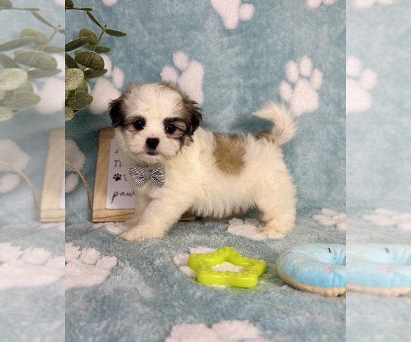 Medium Photo #6 Mal-Shi Puppy For Sale in NOBLESVILLE, IN, USA