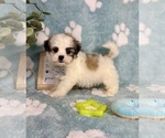 Small #5 Mal-Shi