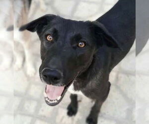 Buttercup - Female Mutt Dog for Adoption - Photo #5