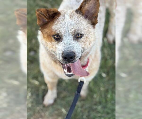 Medium Photo #1 Australian Cattle Dog Puppy For Sale in West Valley, UT, USA