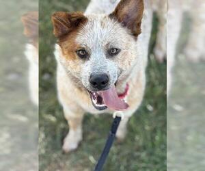 Australian Cattle Dog Dogs for adoption in West Valley, UT, USA