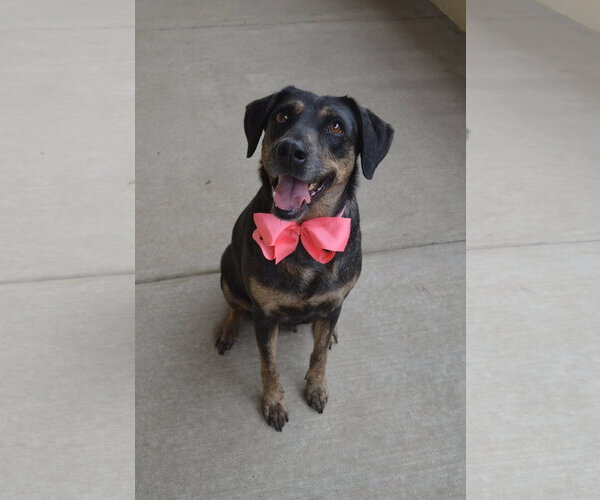 Medium Photo #2 Labrador Retriever-Unknown Mix Puppy For Sale in McKinney, TX, USA