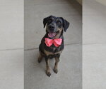Small #1 Labrador Retriever Mix