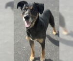 Small #2 Mutt