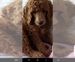Small Photo #9 Poodle (Standard) Puppy For Sale in SEATTLE, WA, USA