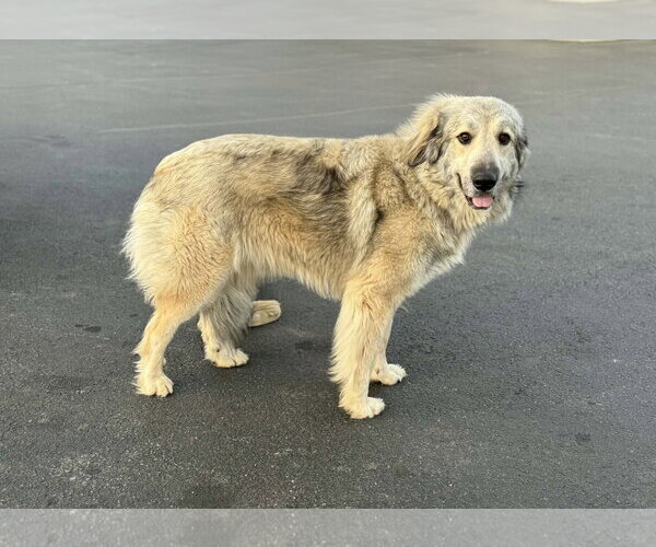 Medium Photo #3 Great Pyrenees-Unknown Mix Puppy For Sale in Croydon, NH, USA