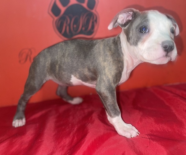 Medium Photo #5 American Pit Bull Terrier Puppy For Sale in TRENTON, NJ, USA