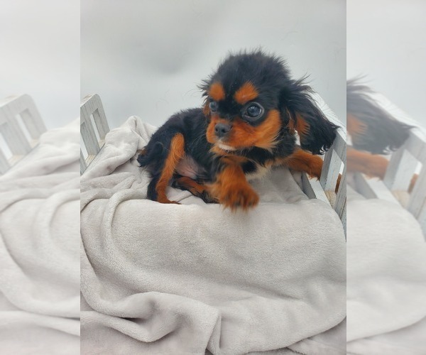 Medium Photo #2 Cavalier King Charles Spaniel Puppy For Sale in GOSHEN, IN, USA