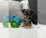 Small #4 Chihuahua