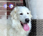 Small #2 Great Pyrenees