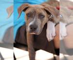 Small #19 American Staffordshire Terrier